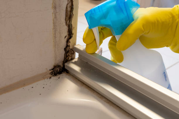 Best Black Mold Remediation in Withamsville, OH